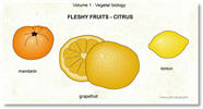 Fleshy fruits - mandarin, grapefruit, lemon