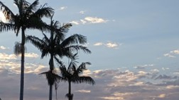 Photo by E. Doonan - palm trees